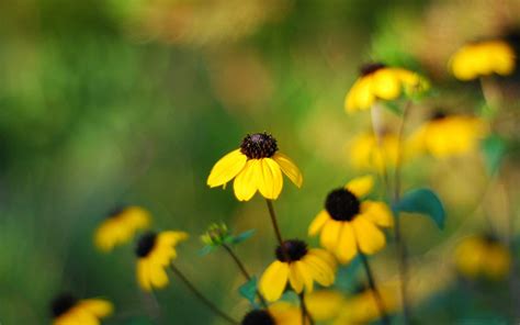 Yellow Small Flowers Mac Wallpaper Download | AllMacWallpaper