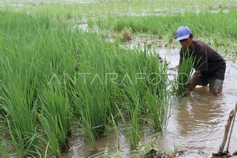 Ratusan Hektare Padi Terendam Banjir Di Baubau Antara Foto