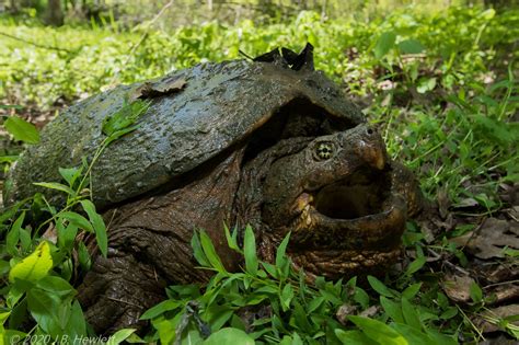 Common Snapping Turtle Emuseum Of Natural History