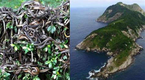 Isla de las cobras el paraíso prohibido para humanos por ser el más