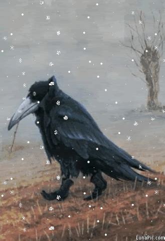 Crow GIF - Find & Share on GIPHY