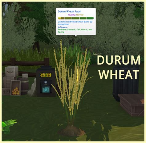 HARVESTABLE DURUM WHEAT – icemunmun