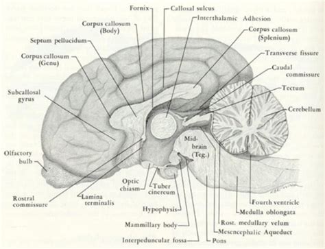 Lecture 14 Neuro Flashcards Quizlet