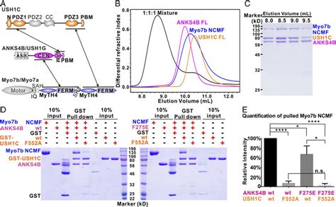 Myo7b ANKS4B USH1C Tripartite Complex Formation A Schematic Diagram