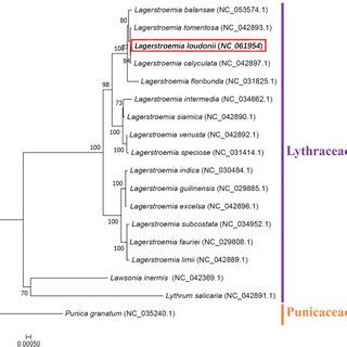 The Maximum Likelihood ML Phylogenetic Tree Constructed Based On The