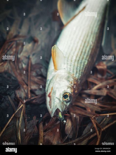 Grayling fish hi-res stock photography and images - Alamy