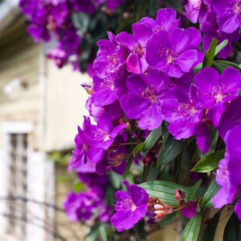 Tibouchina Alstonville