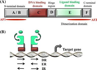 Structural Organization Of Nuclear Receptors The N Terminal Domain