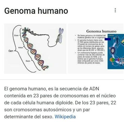 Que Es El Genoma Humano Brainly Lat