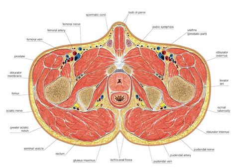 Muscles Of Pelvis Floor Cross Section Photograph By Asklepios Medical