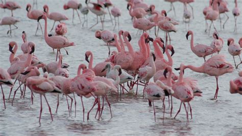 Lake Manyara National Park Tanzania National Parks