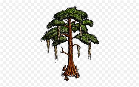 Cypress Tree Clipart