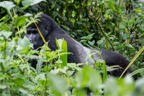 2025 2 Days Gorilla Tracking Bwindi Via Kigali Rwanda