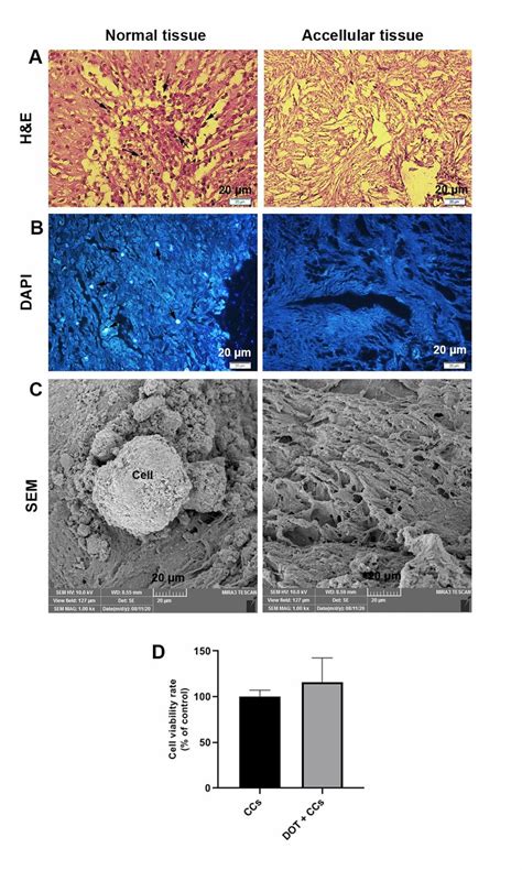 Confirmation Of Decellularization Process Via Several Analyses H E