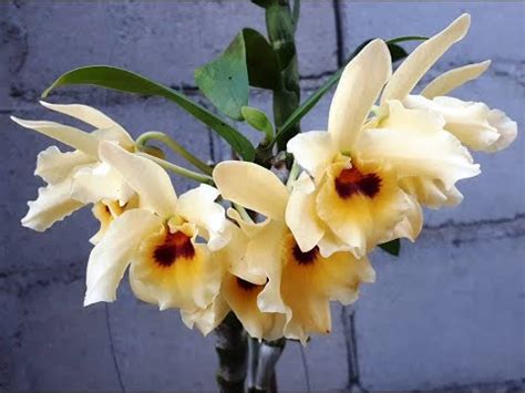 Orqu Dea Dendrobium Albosanguineum Youtube