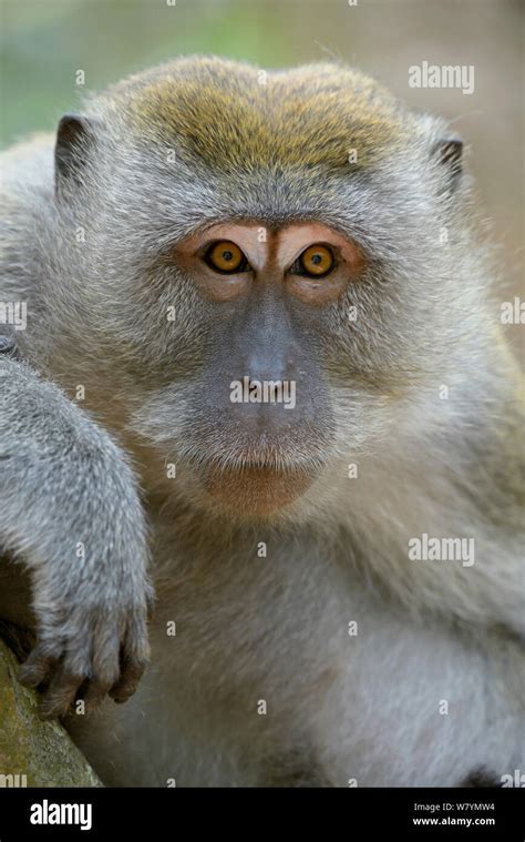 Crab Eating Long Tailed Macaque Macaca Fascicularis Kuala Selangor