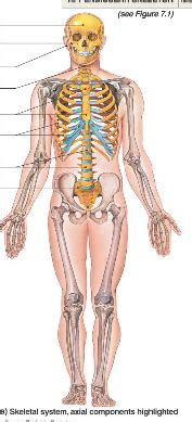 The Axial Skeleton Flashcards Quizlet