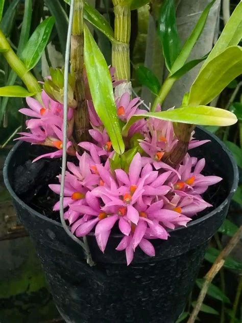 Tara Hakari Dendrobium Sp And Hybrid