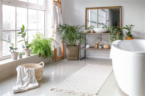 The Best Indoor Plants For Your Bathroom Qs Supplies