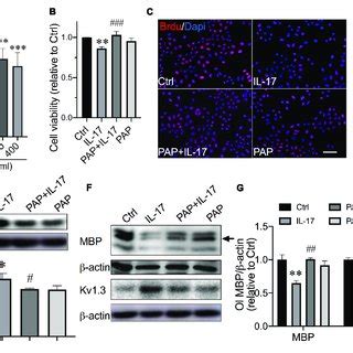 Kv1 3 Blockade Prevented OPCs From IL 17 Induced Inhibition Of