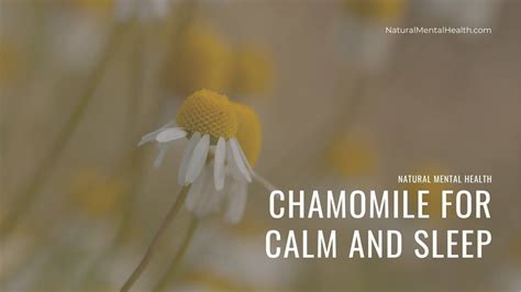 Chamomile For Anxiousness And Sleep