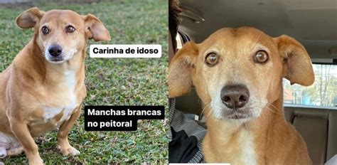 Fam Lia De Curitiba Faz Apelo Para Encontrar O Cachorrinho Polaco