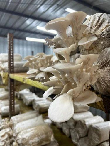 Dried Oyster Mushroom Packaging Type Loose At 1100 Kg In Ahmedabad