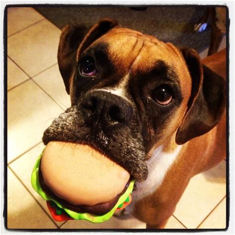 8 Dog Toys Make Your Dog Look Hilarious Funny Dog Toys Silly Dogs