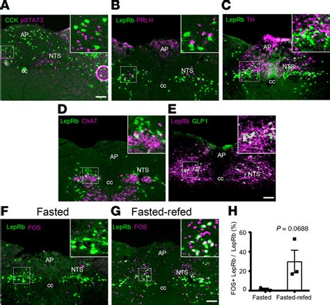 Colocalization Of Neuronal Markers With Leprb Nts Neurons A D