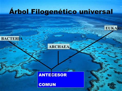 Pdf Rbol Filogen Tico Universal Docencia Unt Edu Ar Usan Para