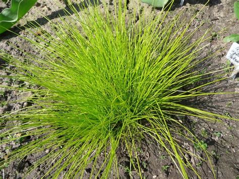 SESLERIA JESIENNA NISKA ZIMOZIELONA TRAWA SADZONKI 14257775504