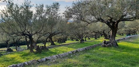 La Route De L Olivier Du Haut Var Tourisme En Drac Nie Provence Verdon