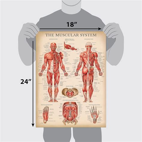 Palace Learning 4 Pack Vintage Anatomy Poster Set Laminated Muscular Skeletal Ligaments