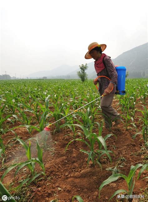 玉米田除草注意這幾點，除草才能幹淨徹底 每日頭條