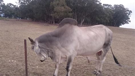 Brahman Bull Youtube