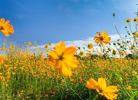 Hermoso Campo De Flores De Cosmos De Azufre O Cosmos Amarillo Con Cielo Azul A La Luz Del Sol