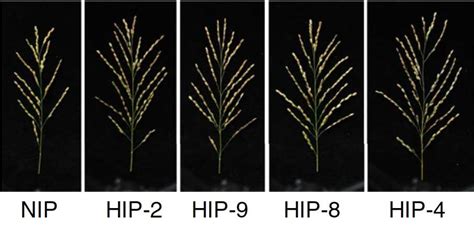 科学网—nature Plants：同时增强水稻疾病抗性和产量的一种新策略 郝兆东的博文