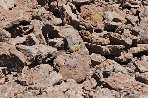 Southern Viscacha Matthew Petroff Flickr