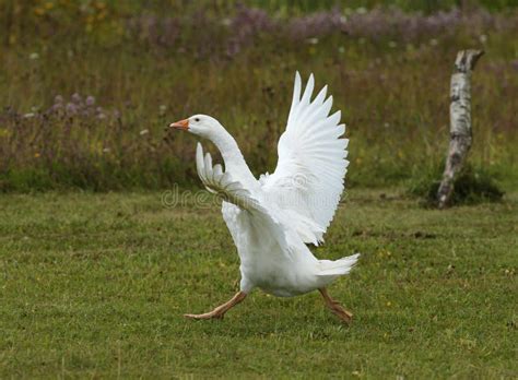 Smiling Goose Stock Photo Image Of Single Livestock 13930750