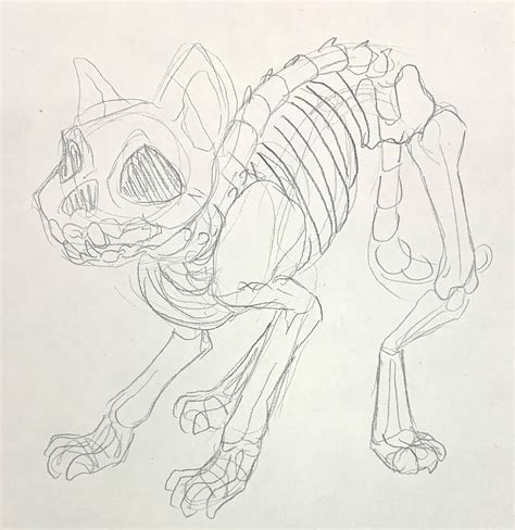 Cat skeleton 1 by Azztarz on DeviantArt