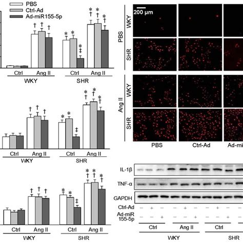 Effects Of Mir155 5p Overexpression On Ang Ii Induced Oxidative Stress