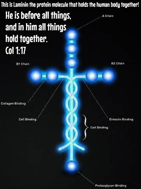 Laminin DNA PROOF Of Jesus Christ ChristianWritersBookstore