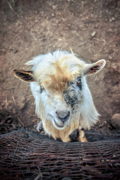 That Crazy Goat In The Farm Stock Photo Image Of Colombia Couple