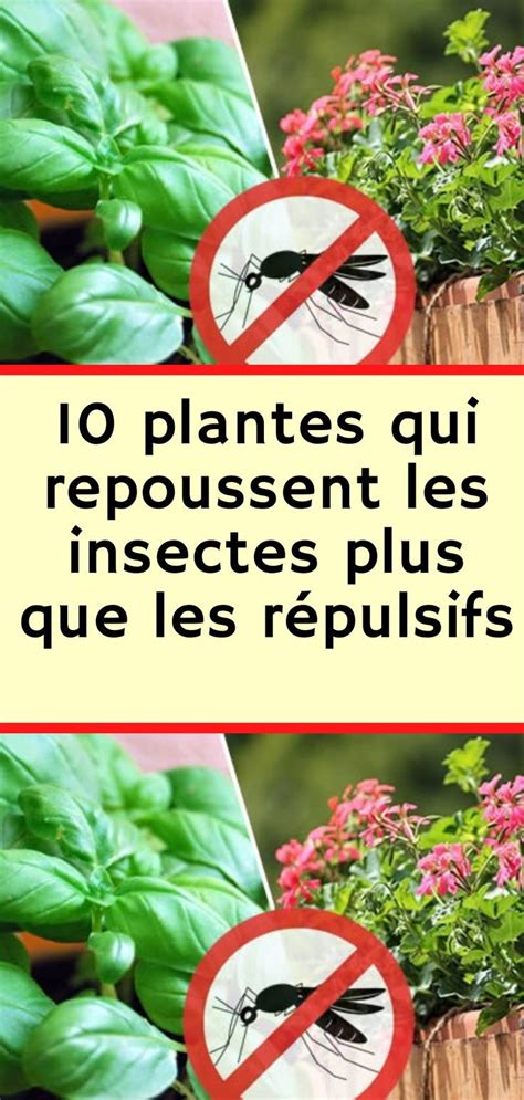 Plantes Qui Repoussent Les Insectes Plus Que Les R Pulsifs