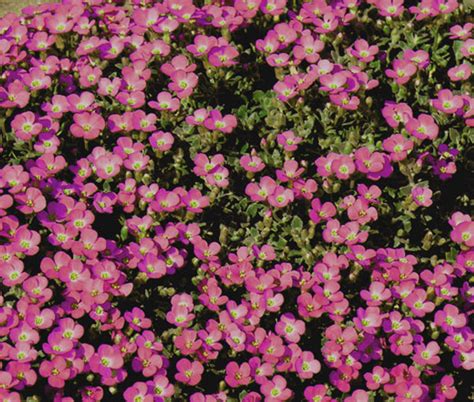 Aubrieta Rock Cress Cascade Blue Aubrieta Hybrida Superbissima Seeds