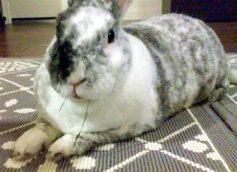 Pretty Gray And White Bunny Bunny Cuddly Cute