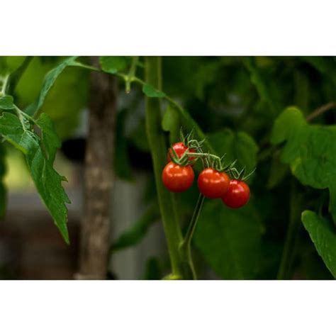 Matts Wild Cherry Tomato 55 Days Pinetree Garden Seeds