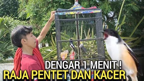 TIADA LAWAN MAS INI BURUNG PRESTASI SUPER MURAH TONTON 1 MENIT PASTI