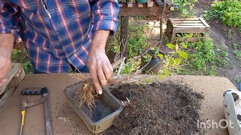 Como Fazer Um Bonsai De Bougainvillea Primavera Rapido Youtube