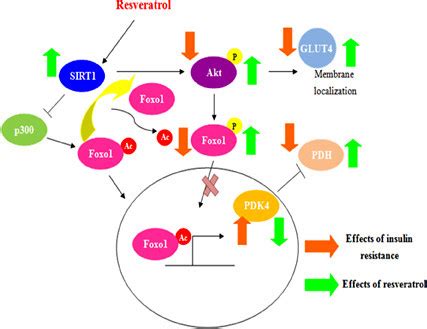 Proposed Mechanism Of Resveratrol To Improve Glucose Clearance In The